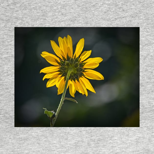 Sunny Sunflower Following the Sun by Debra Martz